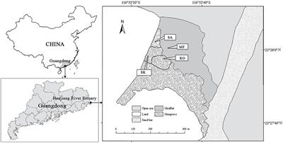 Monoculture or Mixed Culture? Relevance of Fine Root Dynamics to Carbon Sequestration Oriented Mangrove Afforestation and Restoration